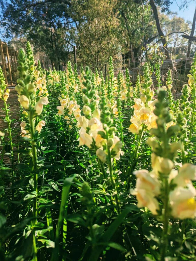 fresh flower farm victoria