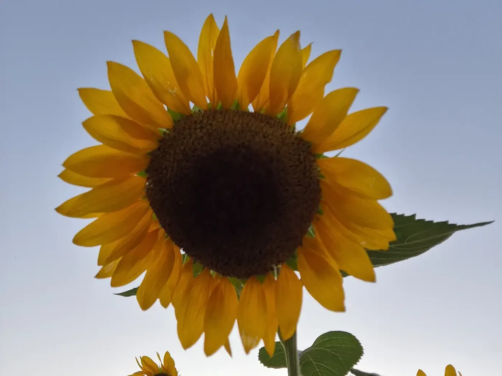 fresh flowers near albury
