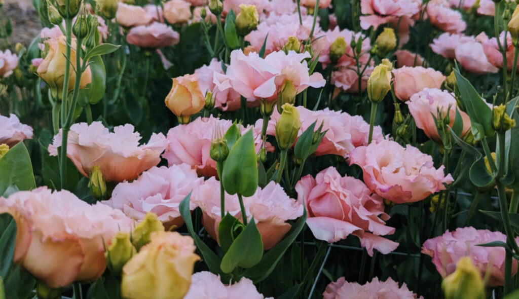 header noi dep farm 01