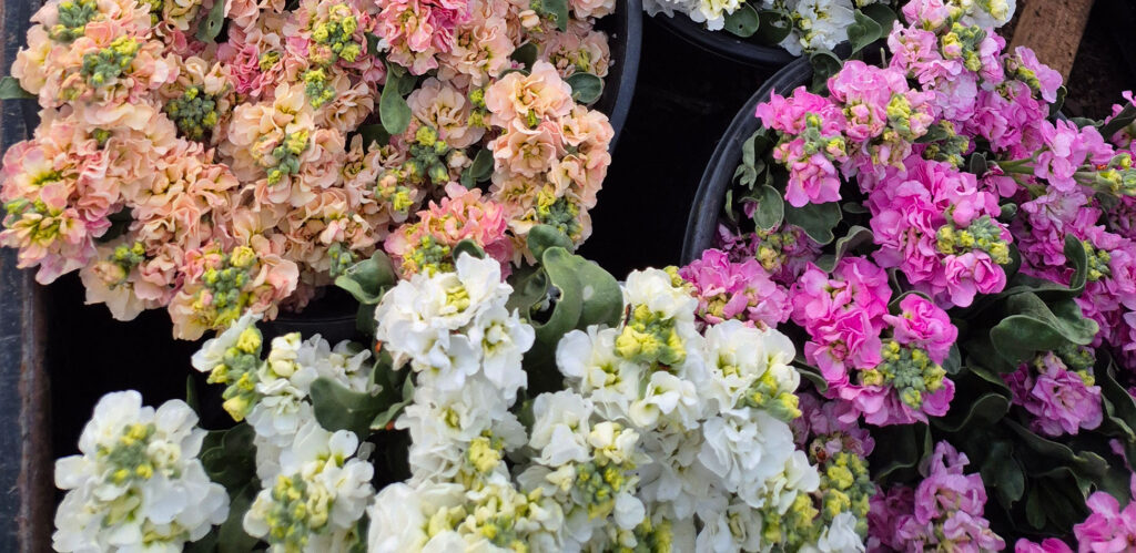 noi dep farm gallery 01