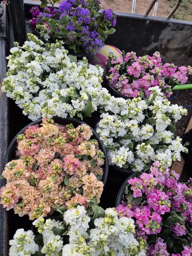 Vibrant flower arrangements from a flower farm near me in Victoria