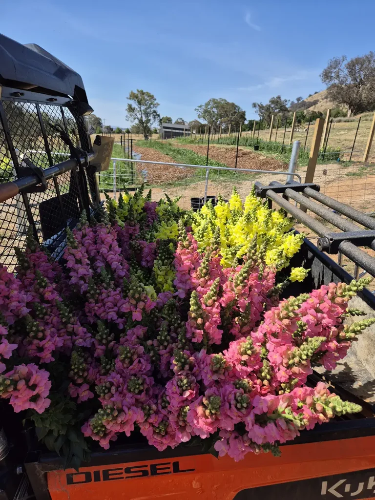 Stunning flowers grown and harvested at a flower farm near Albury-Wodonga
