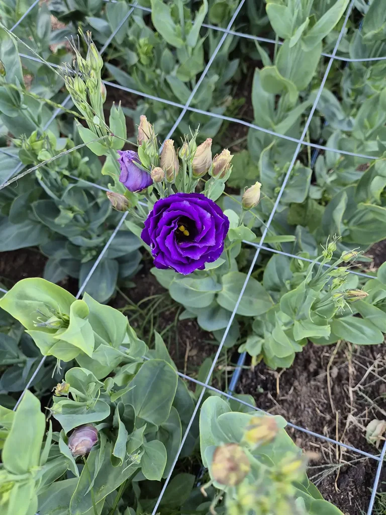 Organic flowers grown locally at Noi Đẹp Flower Farm near Wodonga