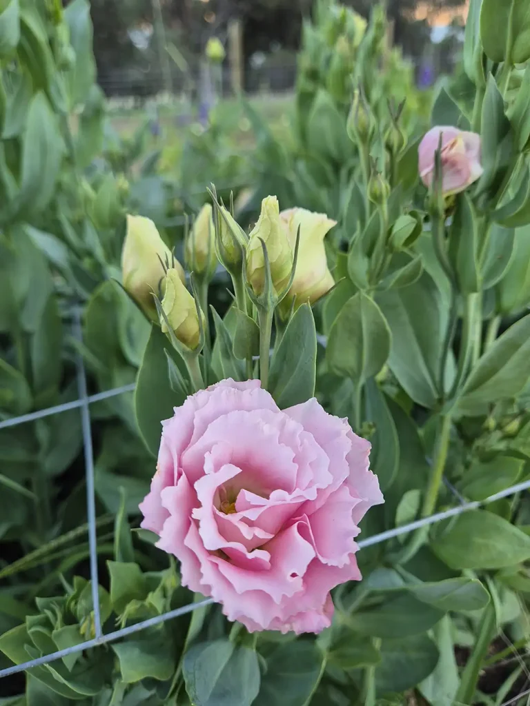 Locally grown flowers at Noi Đẹp Flower Farm in regional Victoria – fresh from our flower fields