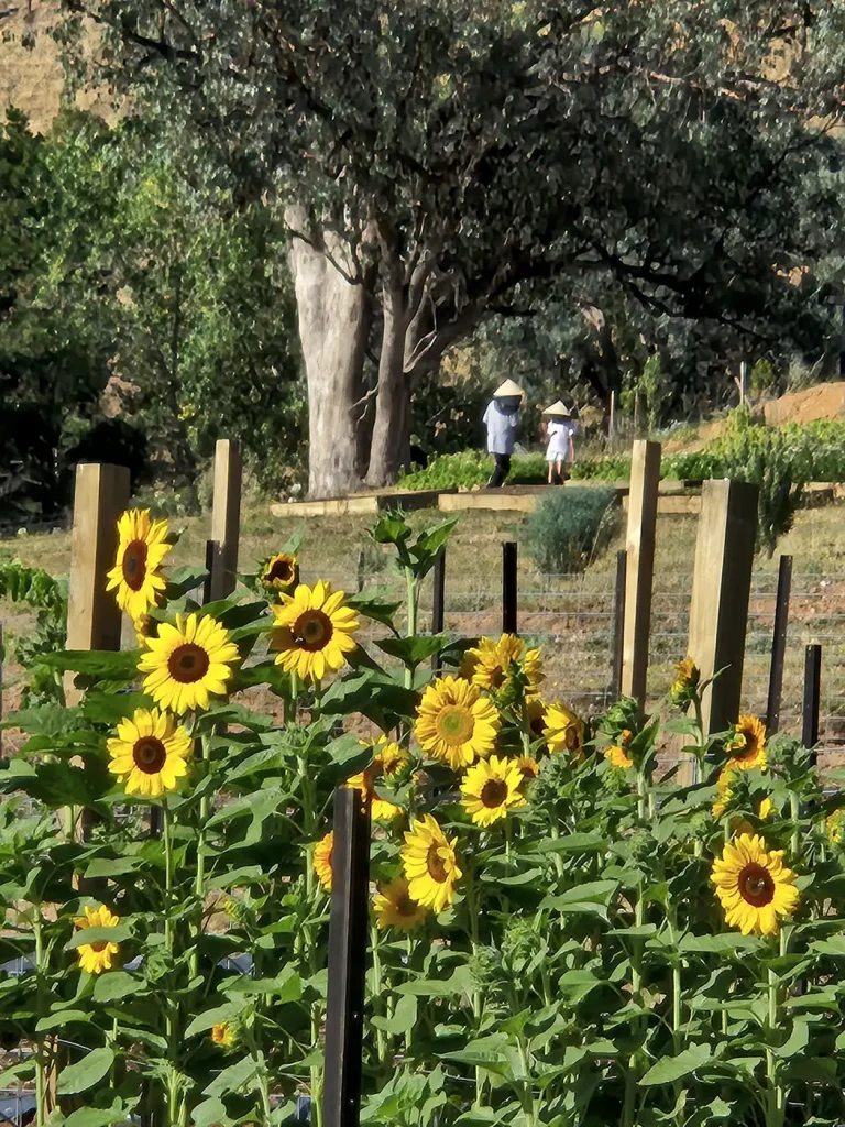 Fresh flowers from Noi Đẹp Flower Farm in Ebden, Victoria – local flower farm near Albury-Wodonga