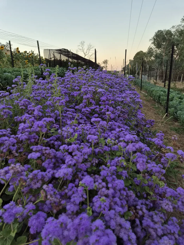 Fresh flowers in bloom at Noi Đẹp Flower Farm in Ebden, Victoria – a local flower farm near Albury-Wodonga