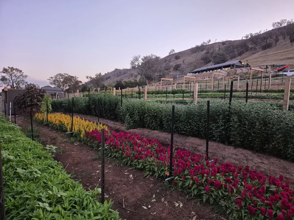 fresh flowers near wodonga