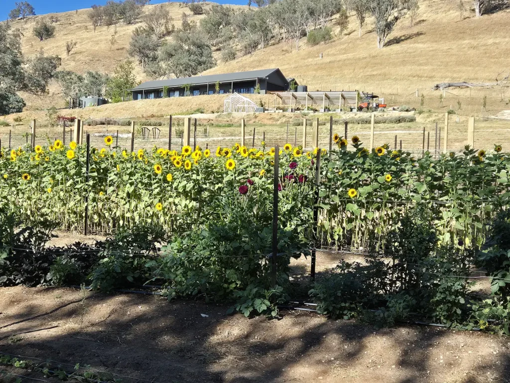 noi dep flower farm in victoria