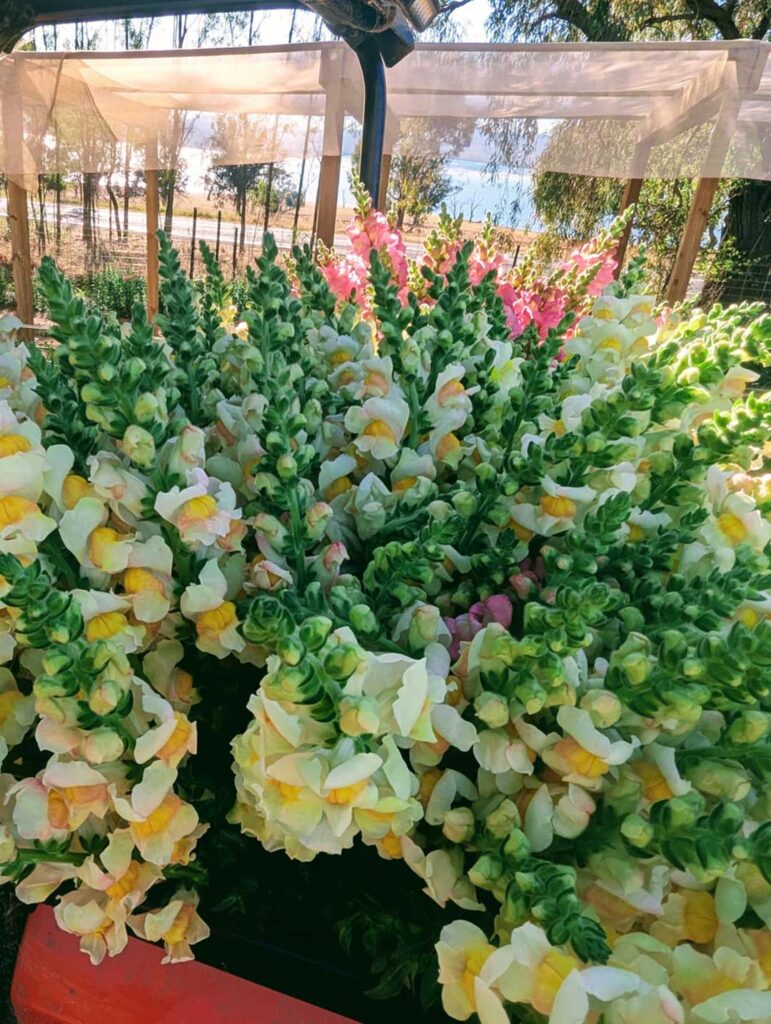 noi dep fresh flowers